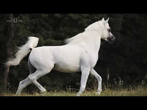 🔴 EZZ AL DANAT 🔴 (SHAMEKH AL DANAT x SHALWAH), 2014 Straight Egyptian Stallion