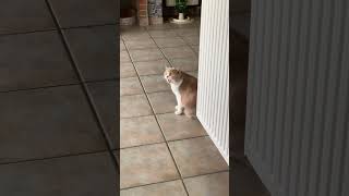 Download lagu Kucing betina sedang birahi dan berteriak keras🤯 #birahi #krolsheid #kucing #kat #celana pendek #mengeong #teriakan mp3