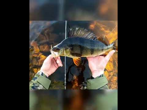 Isoa ahventa rannalta kalastaen! 🎣😎