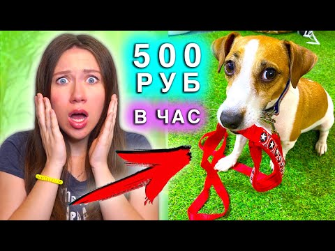 СДАЮТ СОБАКУ В АРЕНДУ для ПРОГУЛОК В Карантин | Elli Di Pets