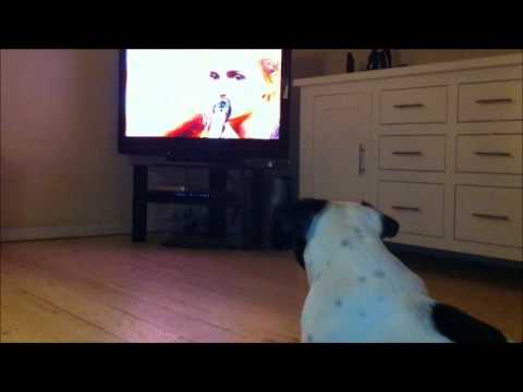 Xfactor Idas's største fan