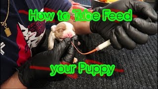 How to Tube feed your Puppy