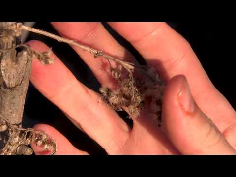 video frame placeholder