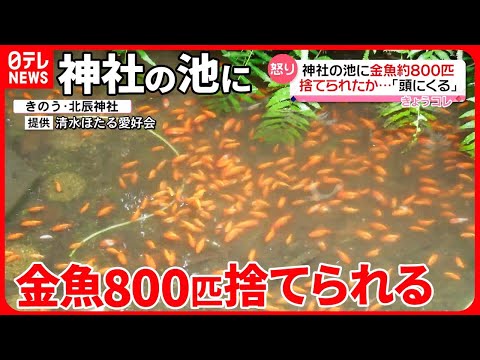 庭の池の金魚:問題を回避する方法 トピックス