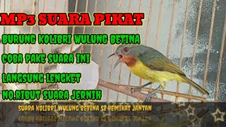 Download lagu suara pikat burung Kolibri Wulung betina super jernih mp3 Download lagu suara pikat burung Kolibri Wulung betina super jernih mp3