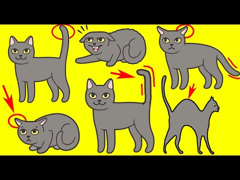 YouTube video about: Are there bones in a cat's tail?