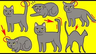 Cat Body Language Explained