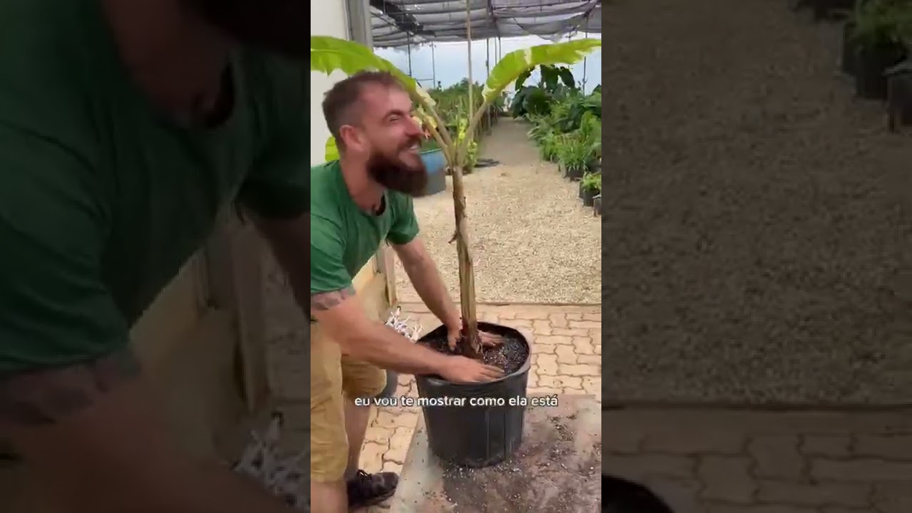 Watch Now Substrato Plantio Pro - Terral Substrato Plantio Pro - Terral