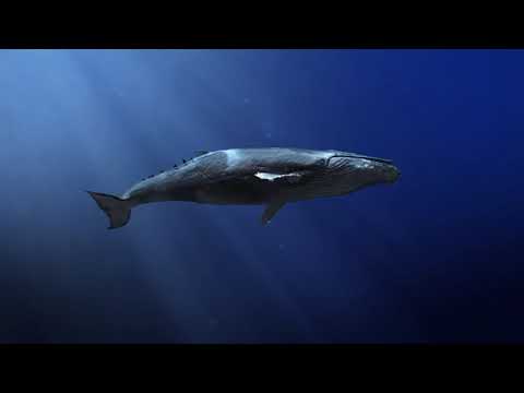 Calm Marimba Music & Water Sounds in Aquarium • Sleep, Relax, Spa, Yoga, Zen Meditation