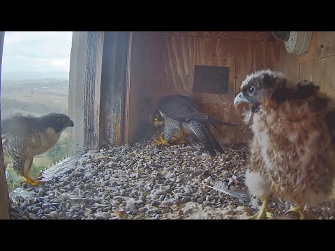 Both parents return home without food and Girri angry on Gimbir | FalconCam Project | Dec 12, 2025