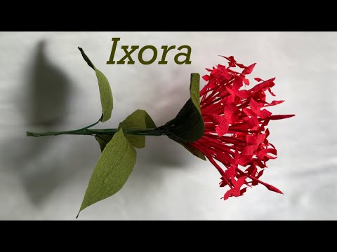How to make Ixora flower with paper