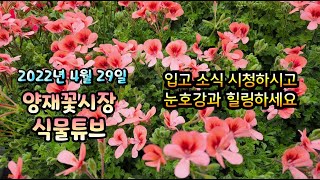 양재꽃시장 식물튜브 [2022년 4월 29일 입고소식 시청하시면서 눈호강과 힐링 하세요~~~ ] #양재꽃시장…
