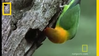Lovebirds | National Geographic