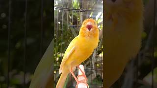 Download lagu Kenari gacor emosi #kenari #kenarigacor #canary #canarias #canario #birds #shorts #shorts mp3