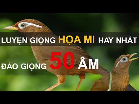 35 phút mỗi ngày luyện giọng Họa Mi hót hay nhất