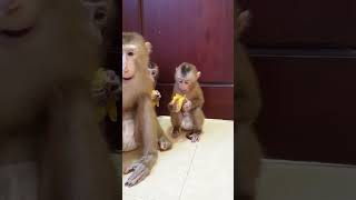 Bobby and ToTo eat Banan challenge