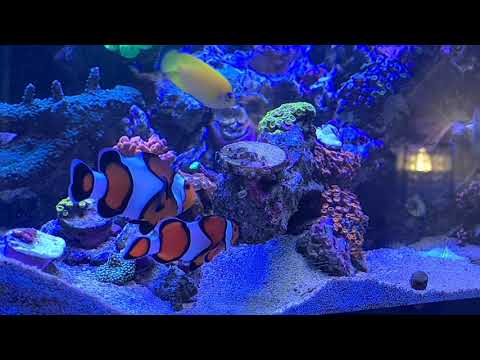 clown fish getting ready to spawn