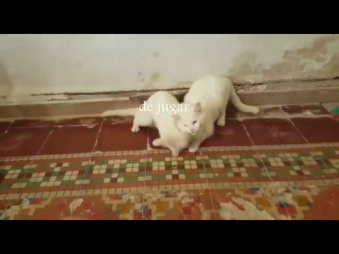 Victimas del Sindrome de Noé | EQUIPO BASTET