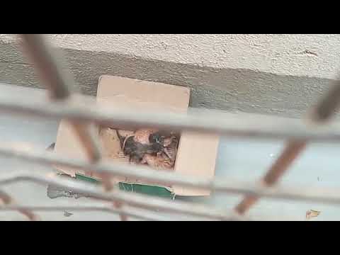 just born kittens ❤️❤️