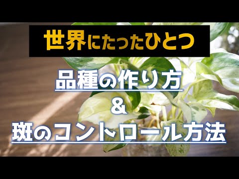 スノーマーブル 植物