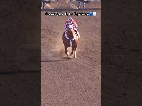 Caballo que retó al Campeón de Sinaloa🍅. El Comandante C. La Esperanza🔵⚪️ de Chihuahua 🔥