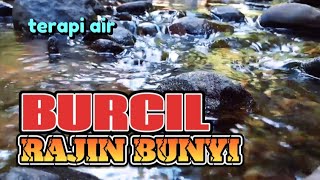 Download lagu BURCIL RAJIN BUNYI, suara air terapi burung, kicauan burung dialam mp3