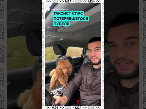 Таксист спас потерявшегося пуделя и сам отвёз его домой