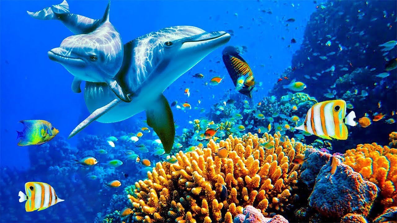 Relaxing Music to Relieve Stress, Anxiety & Depression 🐬 Mind, Body & Soul Healing