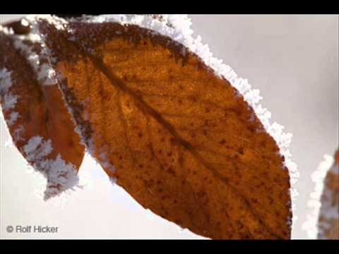 Sa jasike, sa visoke - Julija Bisak