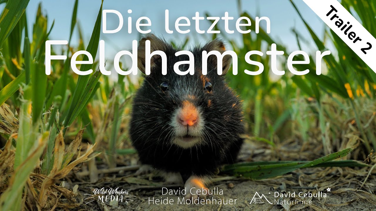 Die letzten Feldhamster | Können wir sie noch retten? | Offizieller Trailer 2 | Deutsch (2025)