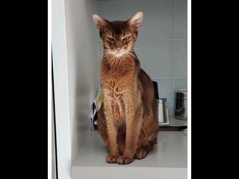 Crystal the Pet Nanny. LLC video.
