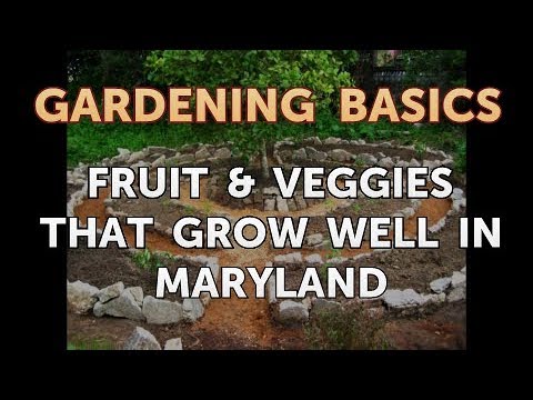 Do blueberries grow well in Maryland?