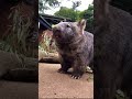 What Sound Does A Wombat Make Wombat Animals Wildlife Cute Zoolife Australia