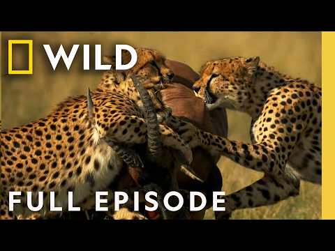 The Way of the Cheetah (Full Episode) | DOCUMENTARY SPECIAL ft. Jeremy Irons | Nat Geo Animals