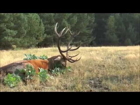 A large stag was killed in Pomerania during its first outing!