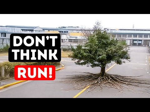 If This Tree Starts Moving… You’re Already in Danger