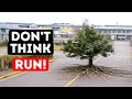 If This Tree Starts Moving… You’re Already in Danger
