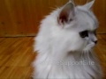 Jeanette - 30 - Jeanette Videotagebuch - Part 30
