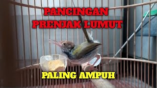 Download lagu PANCINGAN PRENJAK LUMUT SUPAYA JADI GACOR DAN TARUNG mp3