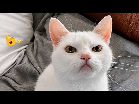 Best Cat Moments 🐈 | TRY NOT TO LAUGH – FUNNY Cat FAILS Compilation 😹😂