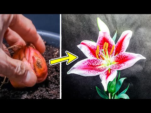 , title : 'Lily Flower Plant Growing Time Lapse - Bulb To Blooms (95 Days)'