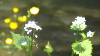 preview picture of video 'Czatkowice - wiosna nad rzeką'