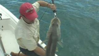 preview picture of video 'Jupiter Snook! Fishing videos shows clips charters'