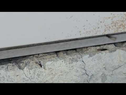 Termite Swarmers Found Under the Back Door in Peapack, NJ