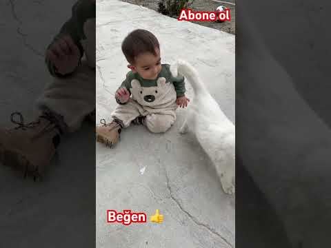 #hayvanlar  #kedi #kedivideoları #kediyavrusu #kedishorts #keşfet #hayvanlarısevelim #yavrukedi