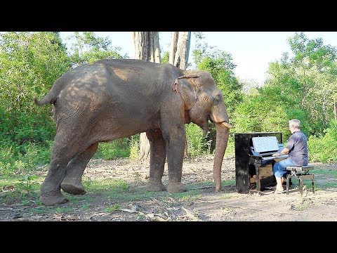 “Méditation de Thaïs” on Piano for Powerful Bull Elephant