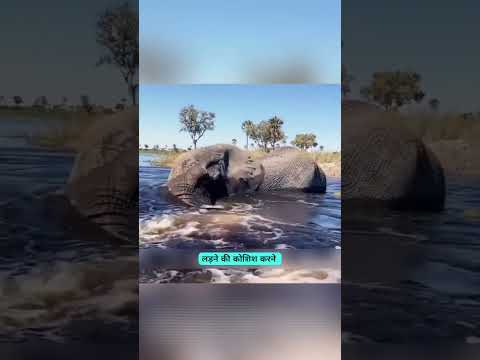 जब दुनिया के सबसे ज़हरीले साँप ने हाथी को काट लिया! 🐘🐍#Elephant #BlackMamba #Wildlife #AnimalFacts