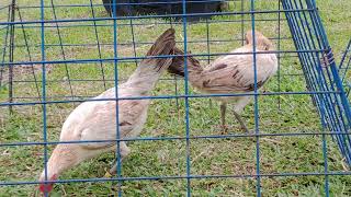 Harold Brown Grey Hens my personal use in last year breeding season