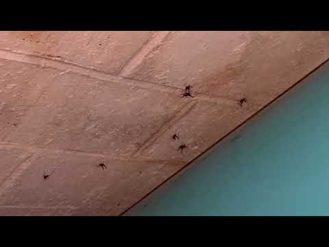 A Bunch of Cave Crickets in the Basement in Skillman, NJ