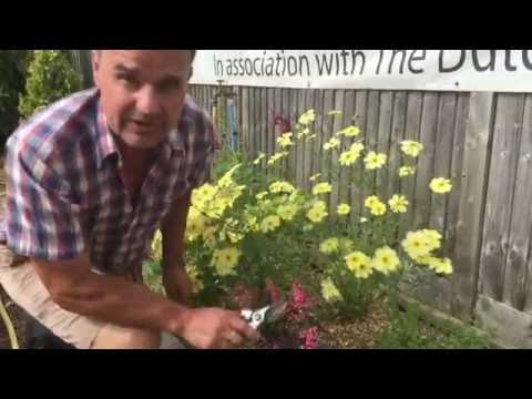 Antony's Gardening Tips - Heuchera